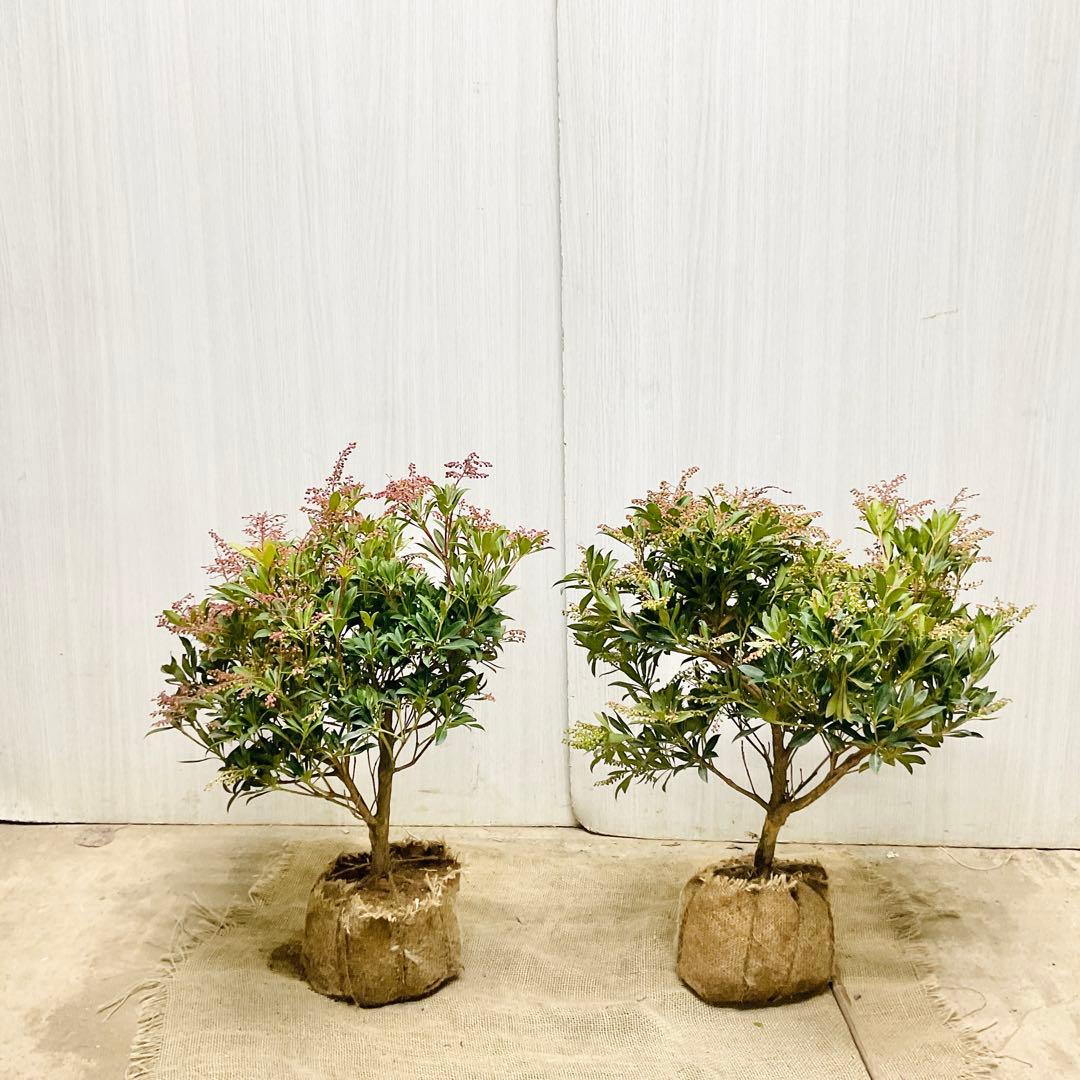 琉球アセビ　2本セット/ 19