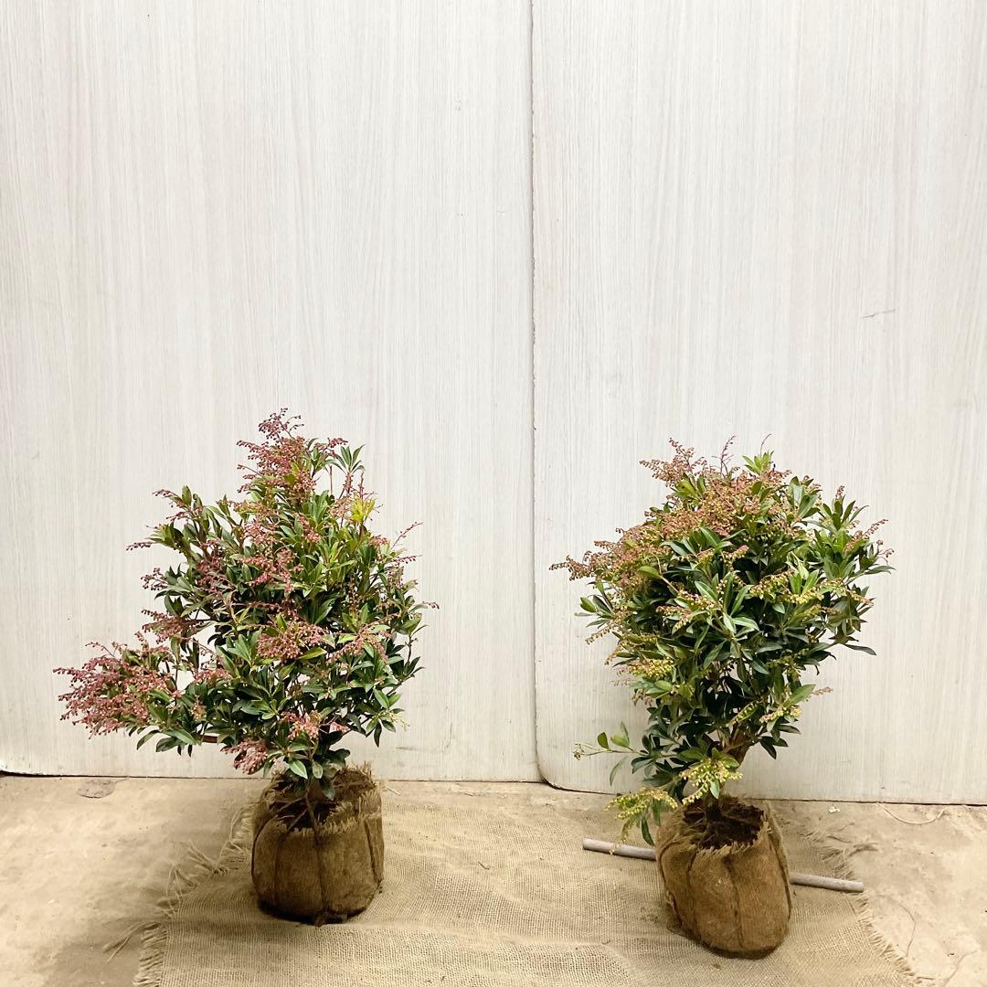 琉球アセビ　2本セット/ 19