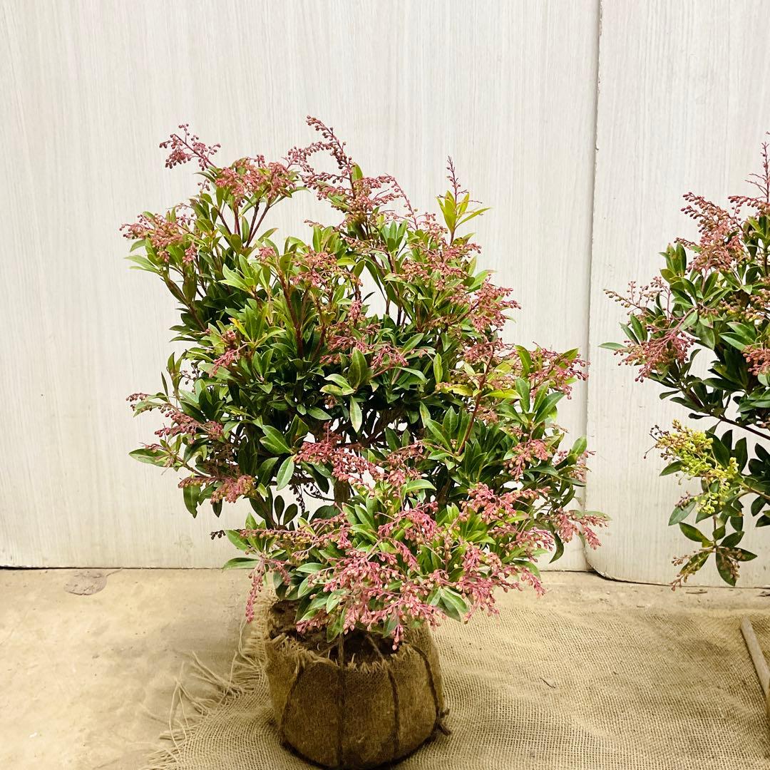 琉球アセビ　2本セット/ 19