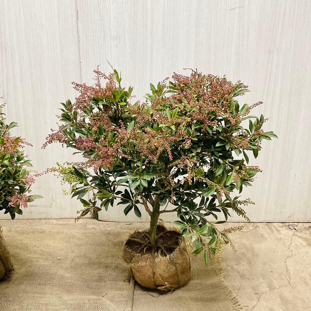 琉球アセビ　2本セット/ 19