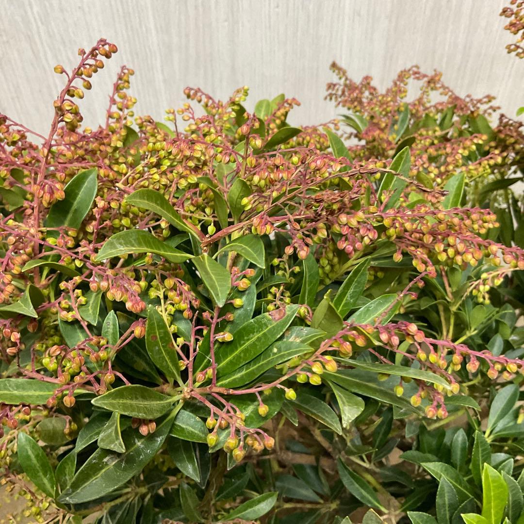 琉球アセビ　2本セット/ 19