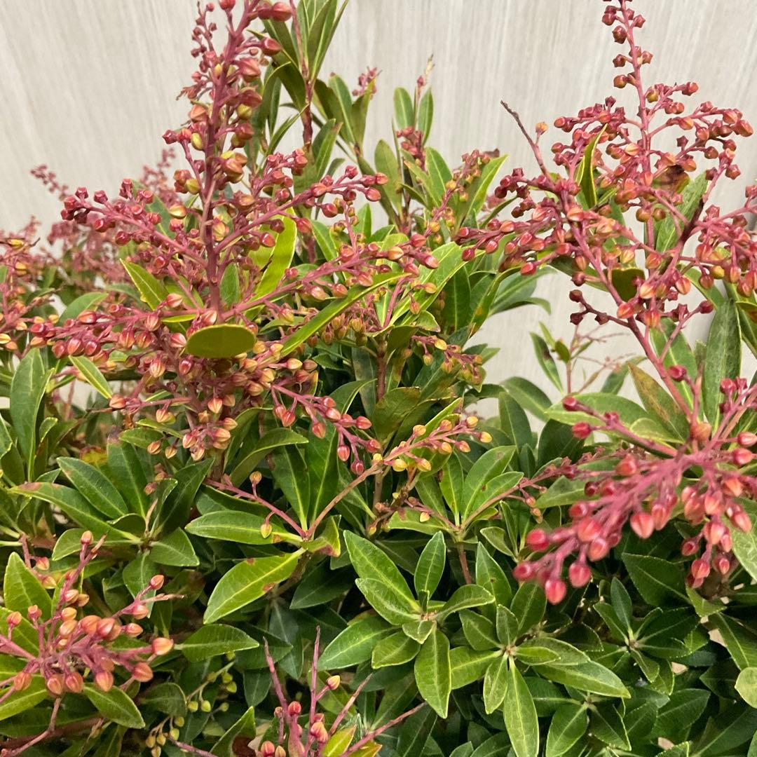 琉球アセビ　2本セット/ 19