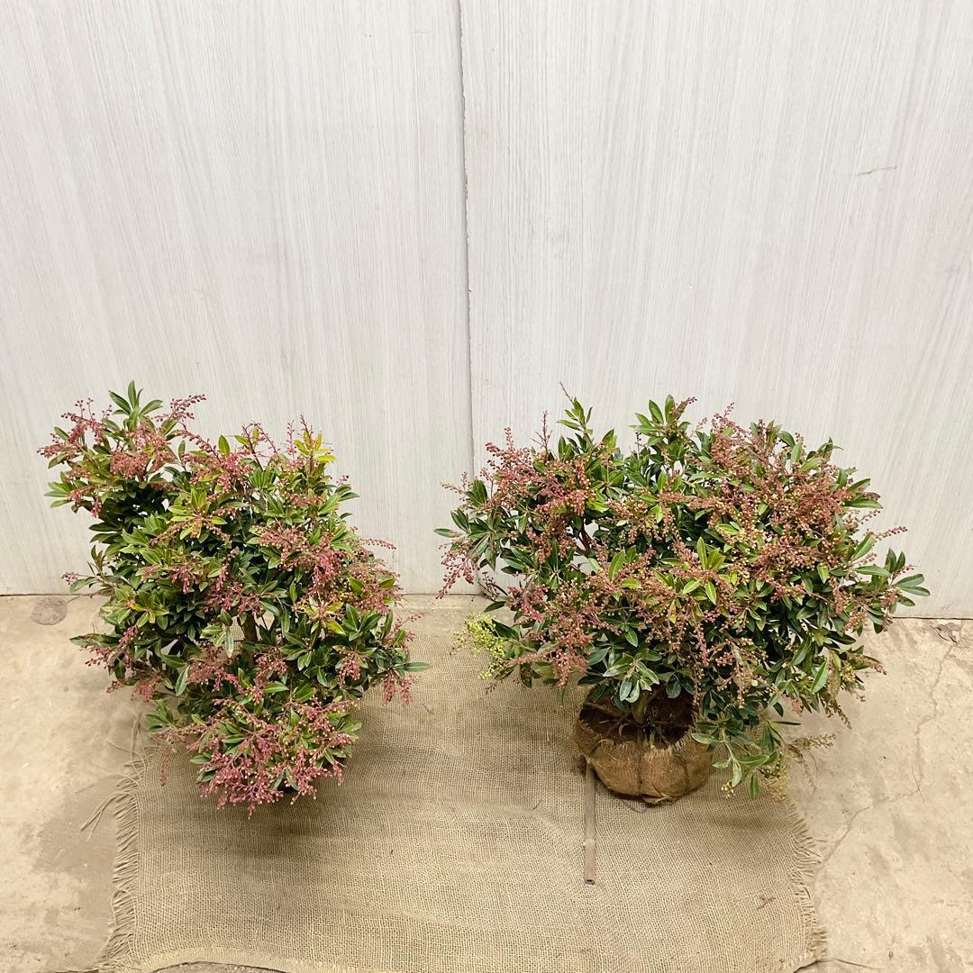 琉球アセビ　2本セット/ 19