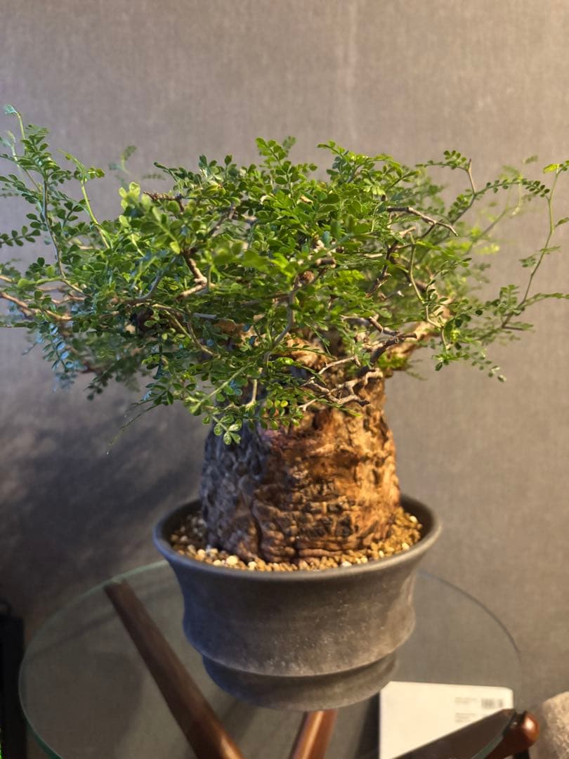 これが最後の値引 御神木 超特大 パキプス 現地株　発根済 三州みやび鉢 現地球