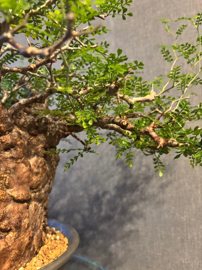 これが最後の値引 御神木 超特大 パキプス 現地株　発根済 三州みやび鉢 現地球