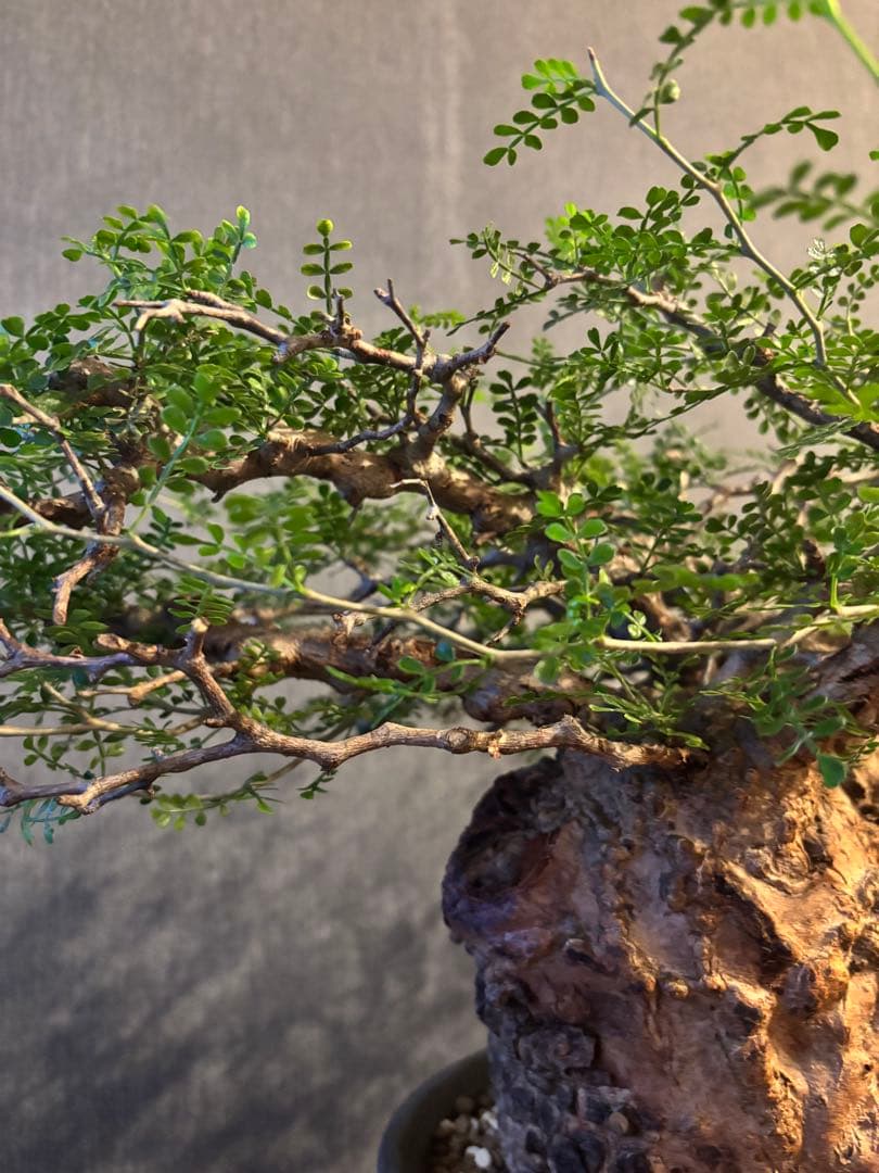 これが最後の値引 御神木 超特大 パキプス 現地株　発根済 三州みやび鉢 現地球