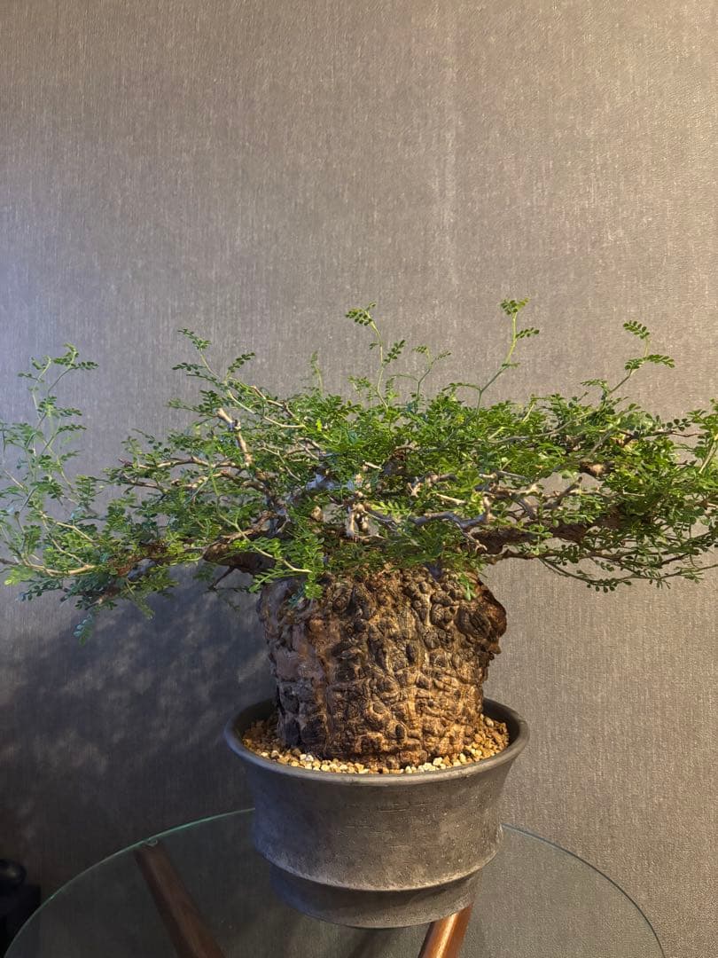 これが最後の値引 御神木 超特大 パキプス 現地株　発根済 三州みやび鉢 現地球