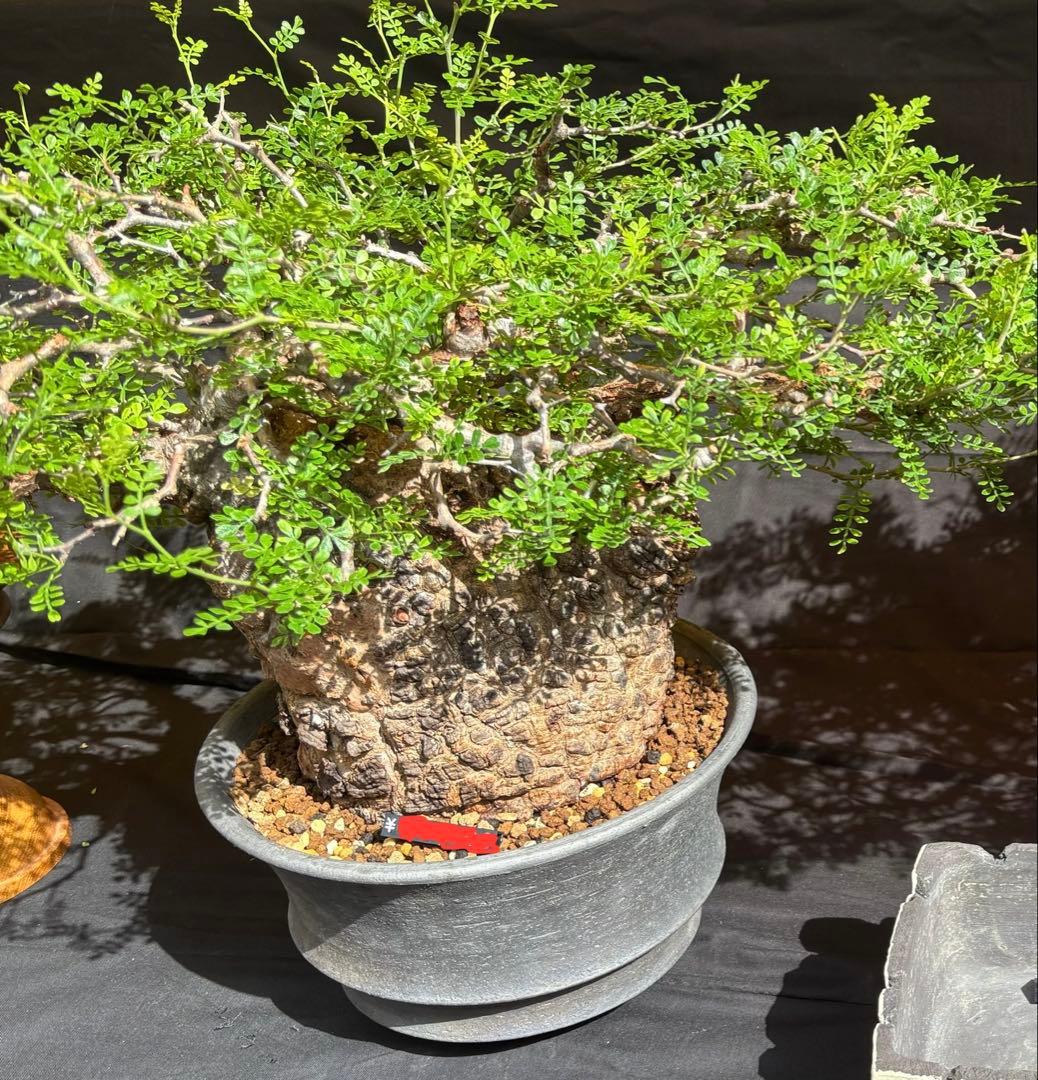 これが最後の値引 御神木 超特大 パキプス 現地株　発根済 三州みやび鉢 現地球