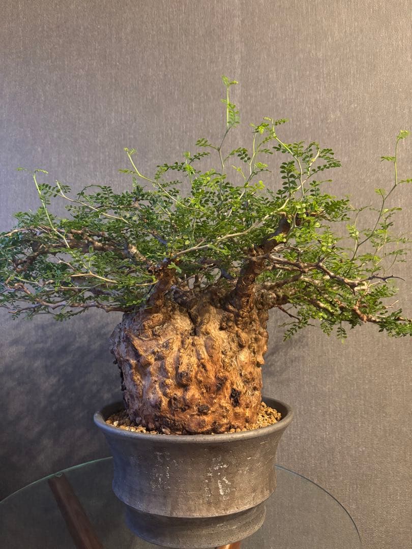 これが最後の値引 御神木 超特大 パキプス 現地株　発根済 三州みやび鉢 現地球