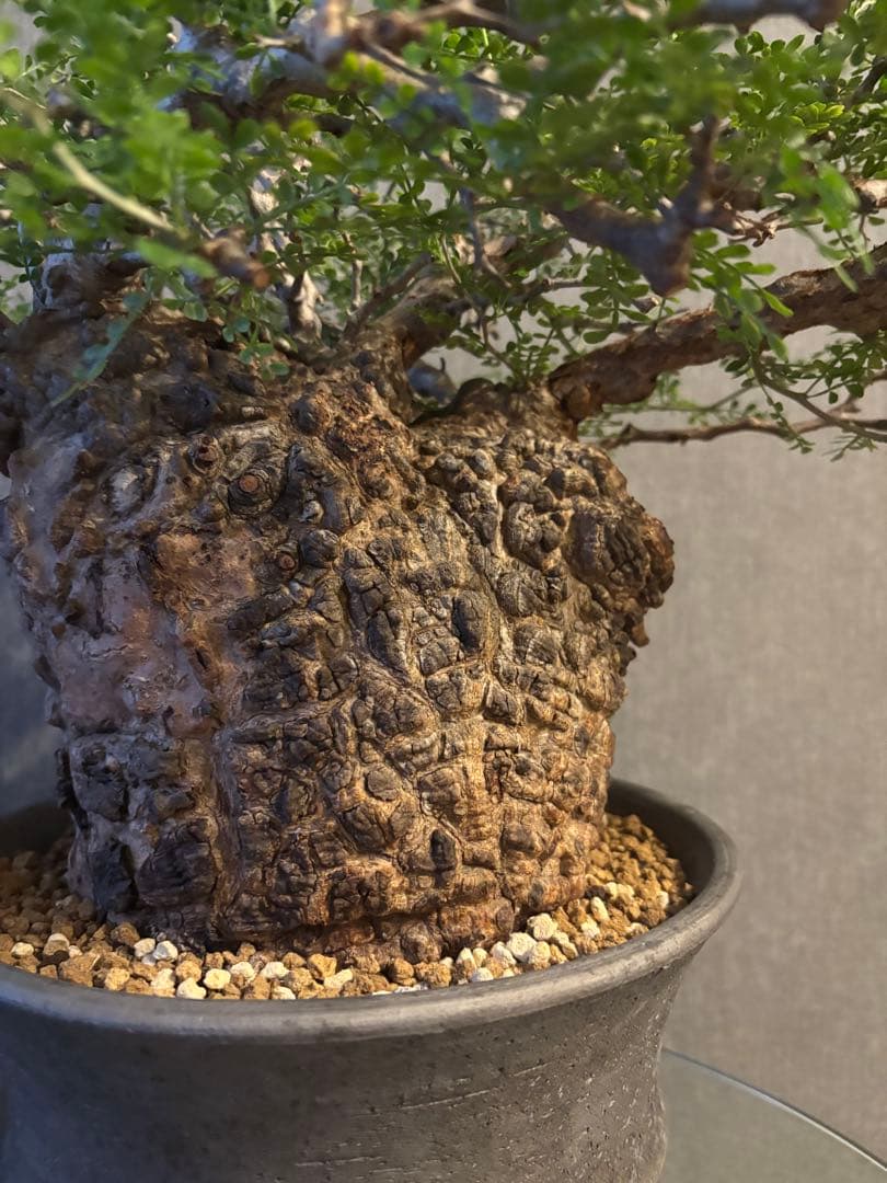 これが最後の値引 御神木 超特大 パキプス 現地株　発根済 三州みやび鉢 現地球