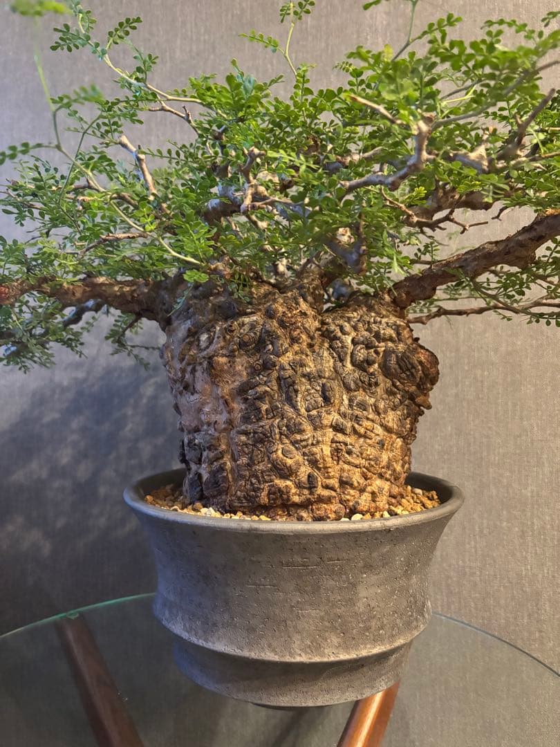 これが最後の値引 御神木 超特大 パキプス 現地株　発根済 三州みやび鉢 現地球