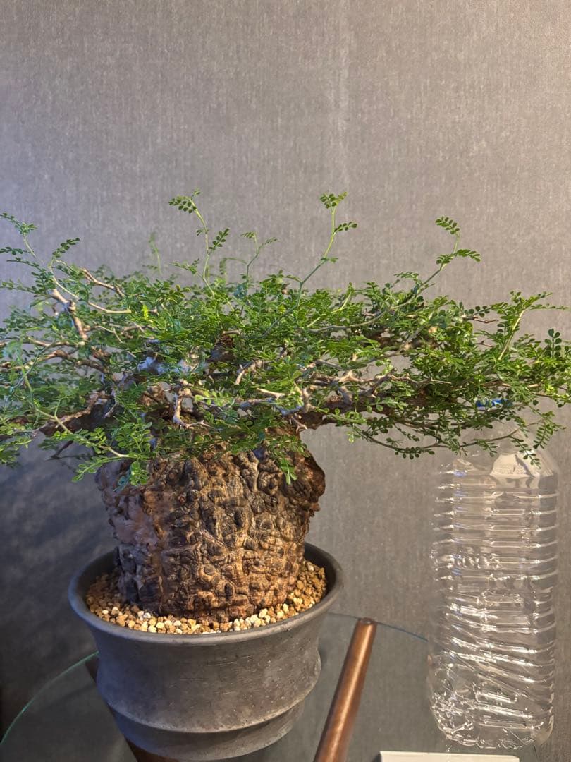 これが最後の値引 御神木 超特大 パキプス 現地株　発根済 三州みやび鉢 現地球