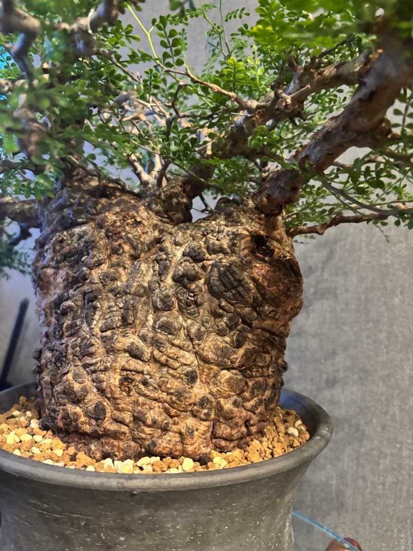 これが最後の値引 御神木 超特大 パキプス 現地株　発根済 三州みやび鉢 現地球