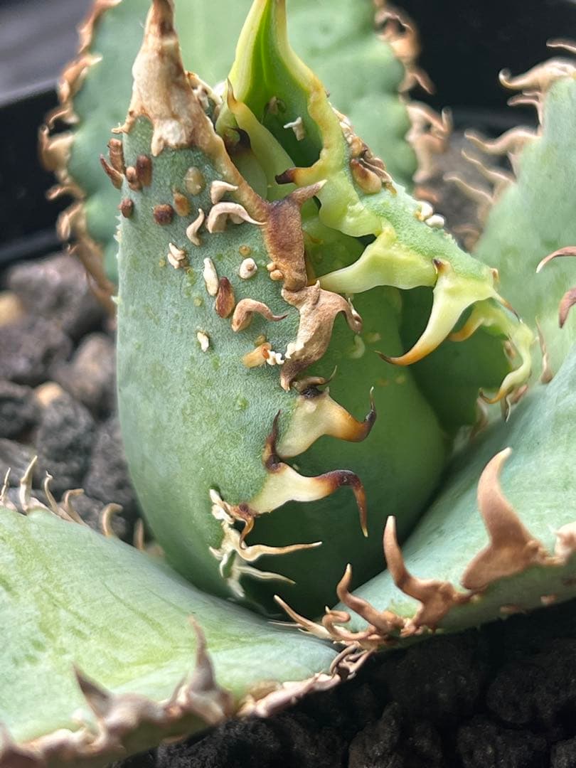 アガベチタノタ 台湾NO namestuds 麻花 麻花龍 - メルカリ