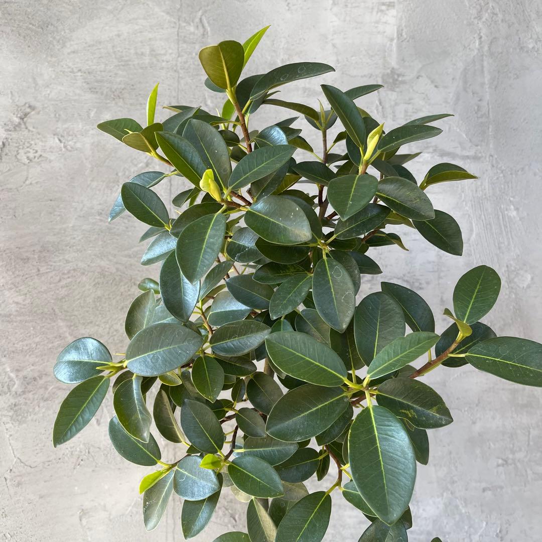 大型　フランスゴムの木　螺旋仕立て　陶器鉢　植え込み発送