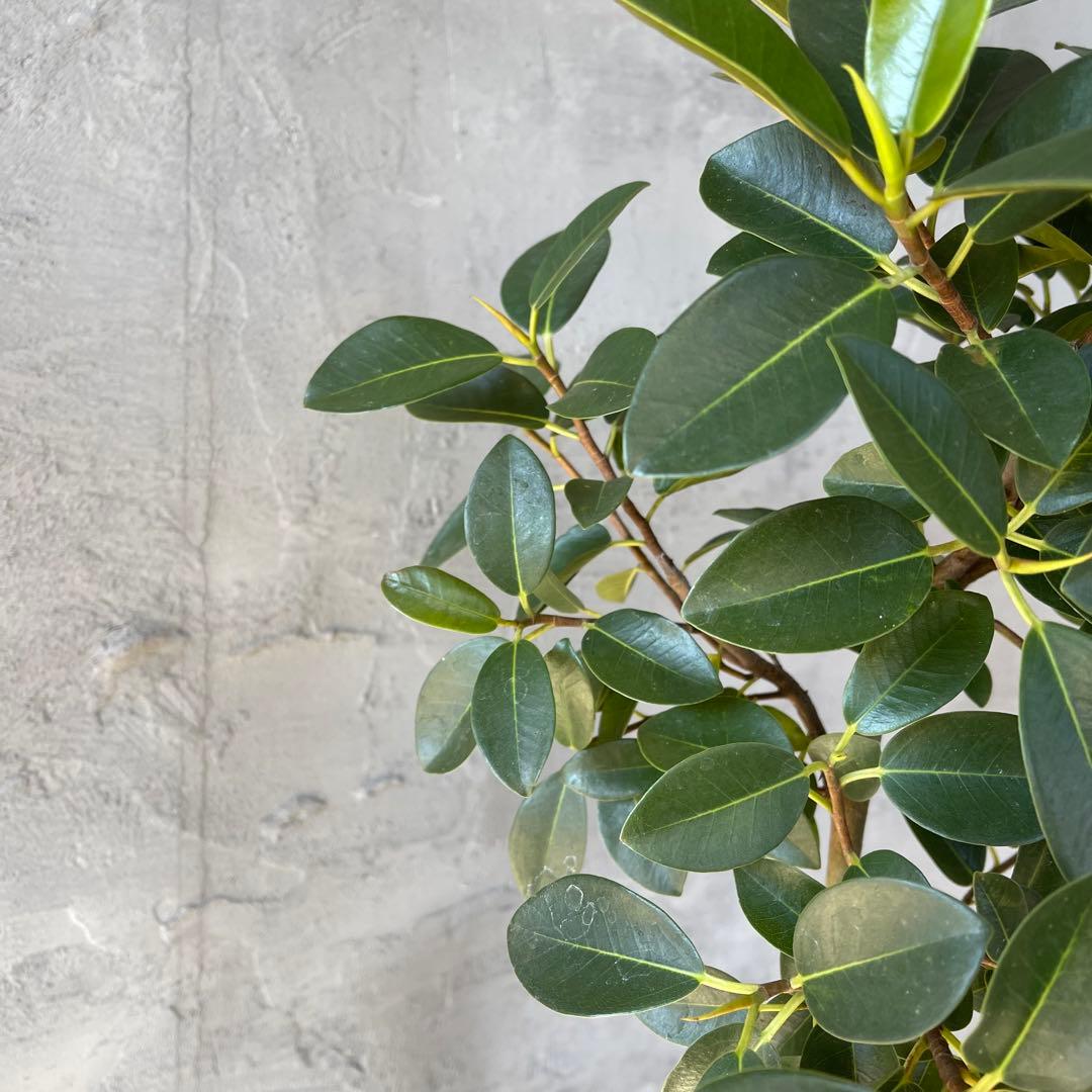 大型　フランスゴムの木　螺旋仕立て　陶器鉢　植え込み発送