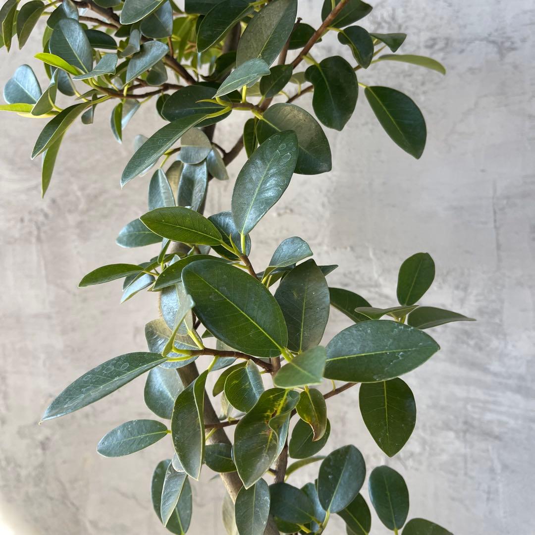 大型　フランスゴムの木　螺旋仕立て　陶器鉢　植え込み発送