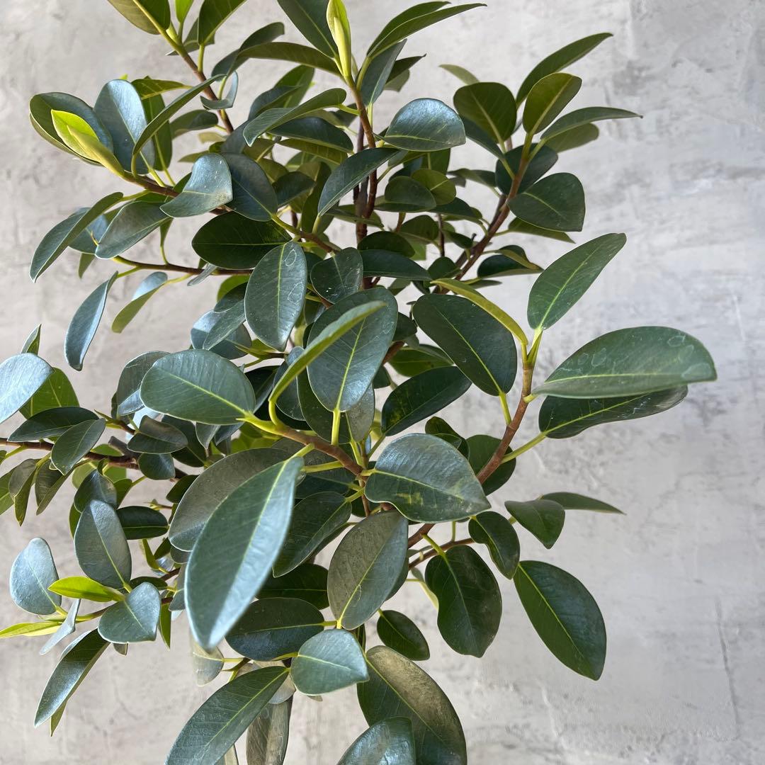 大型　フランスゴムの木　螺旋仕立て　陶器鉢　植え込み発送