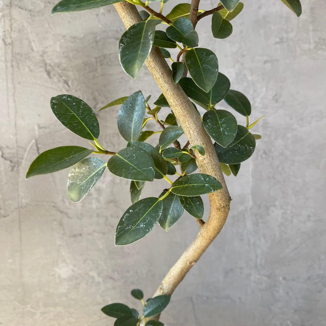 大型　フランスゴムの木　螺旋仕立て　陶器鉢　植え込み発送