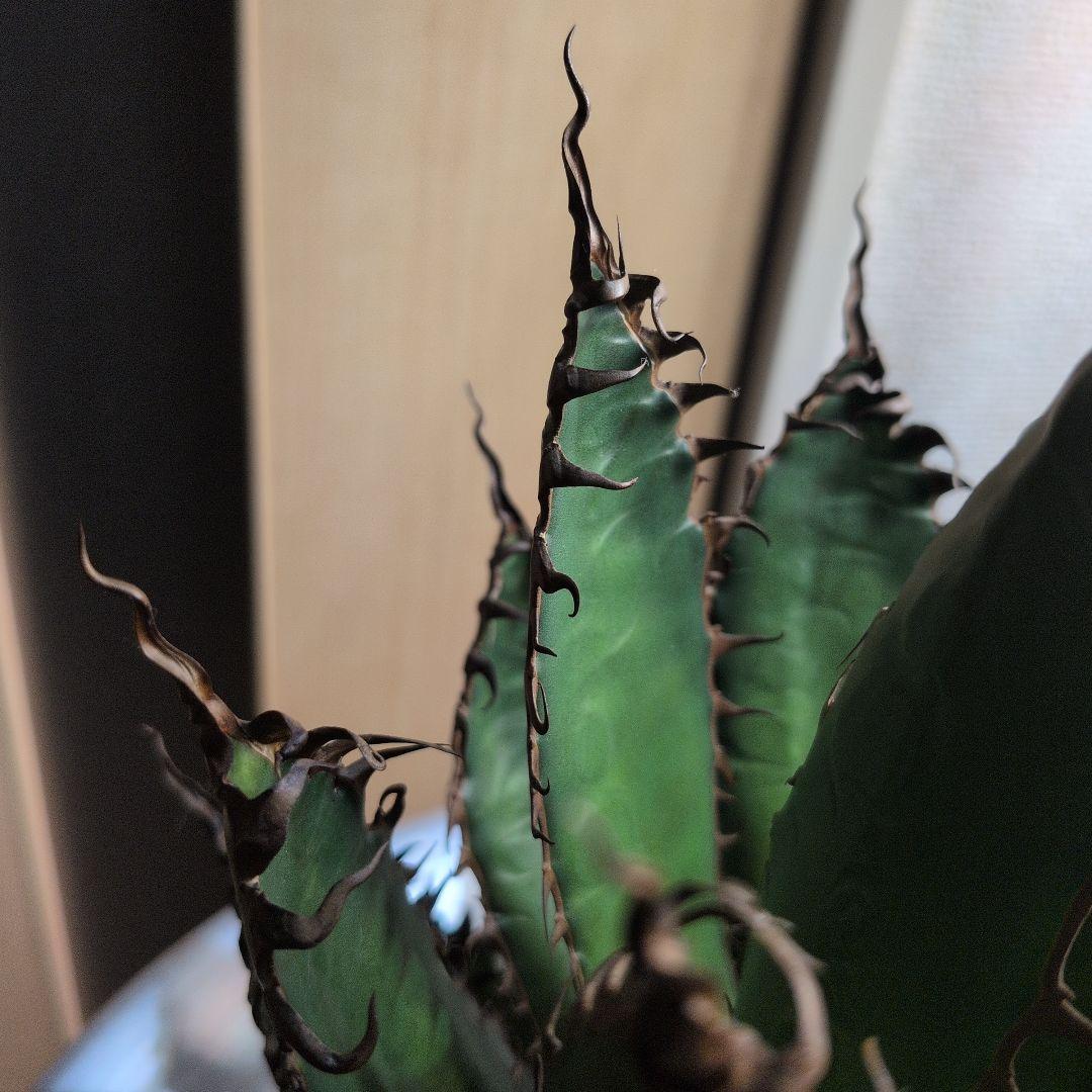 CACTUS GREEN strong spine ホリダ