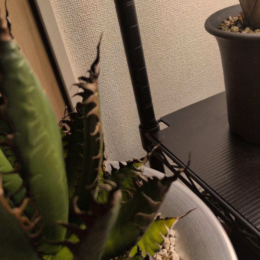 CACTUS GREEN strong spine ホリダ