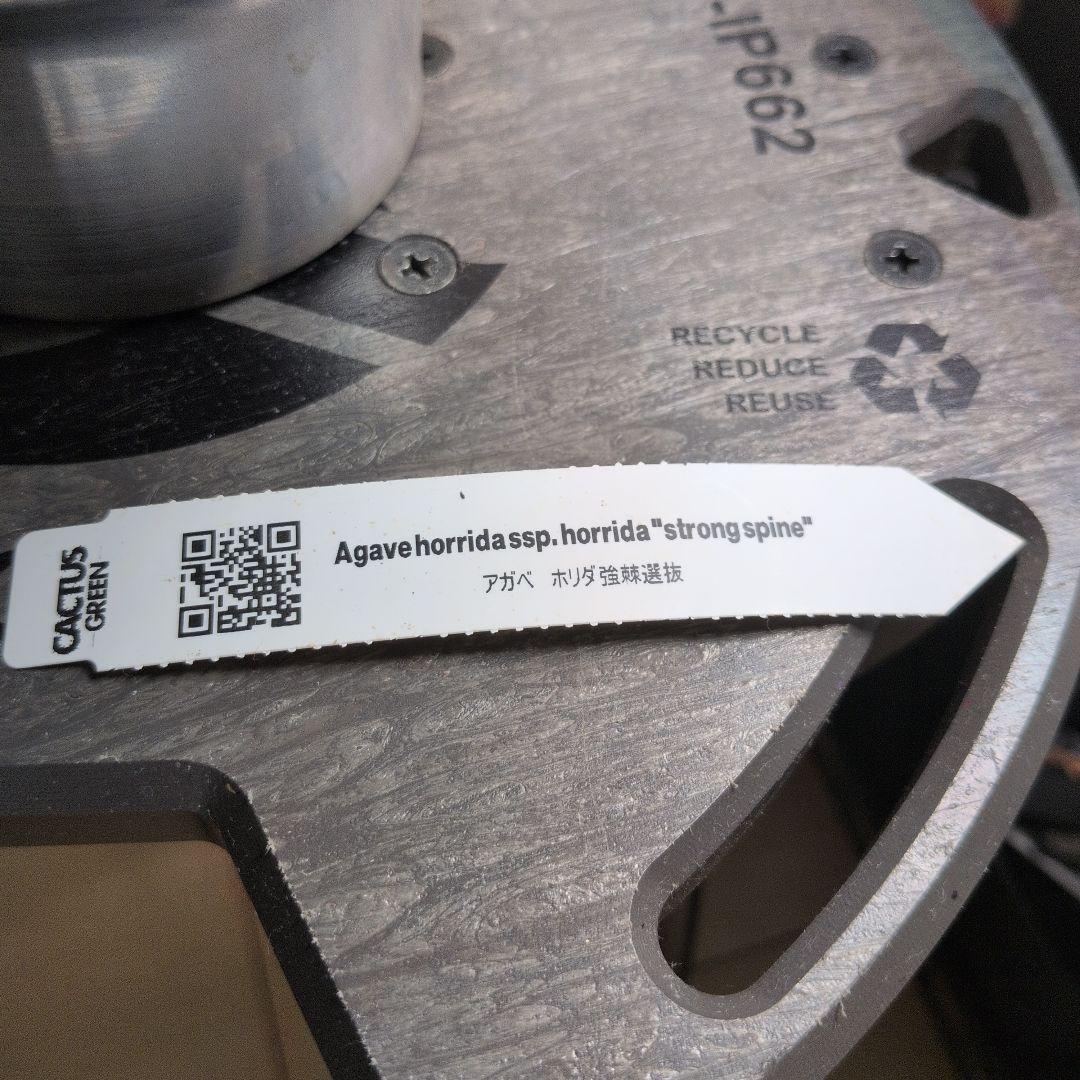 CACTUS GREEN strong spine ホリダ