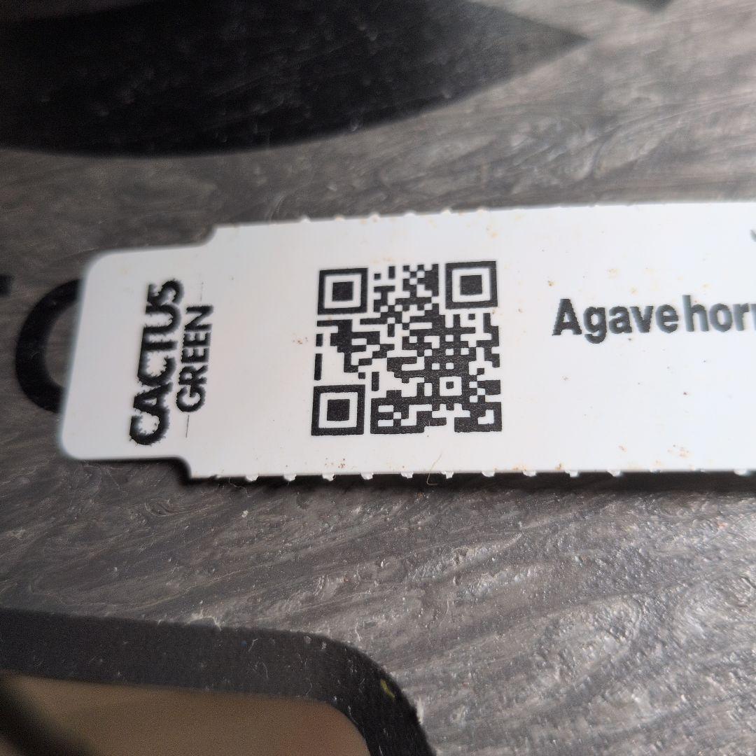 CACTUS GREEN strong spine ホリダ