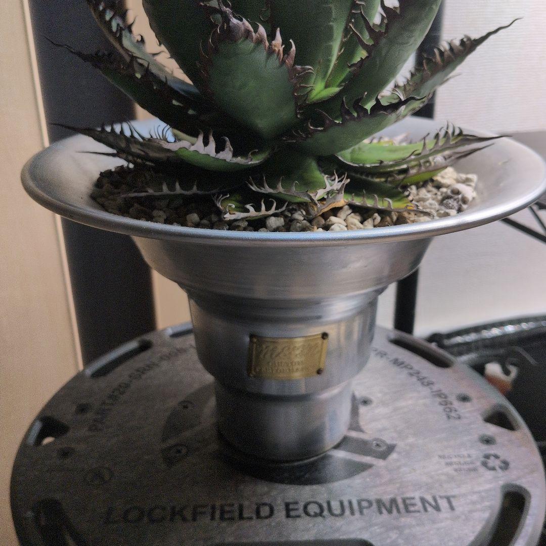 CACTUS GREEN strong spine ホリダ