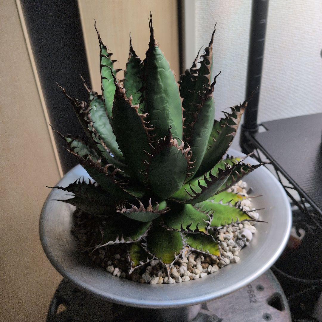 CACTUS GREEN strong spine ホリダ