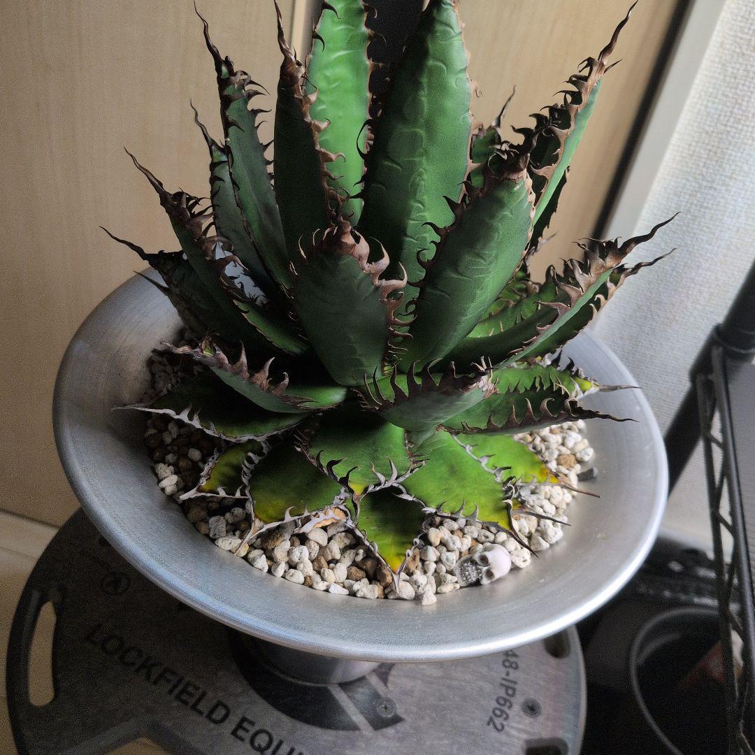 CACTUS GREEN strong spine ホリダ