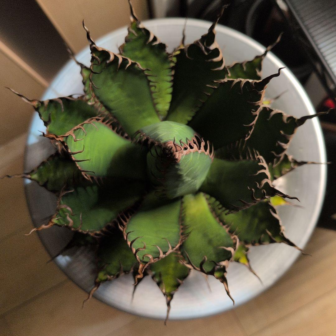 CACTUS GREEN strong spine ホリダ