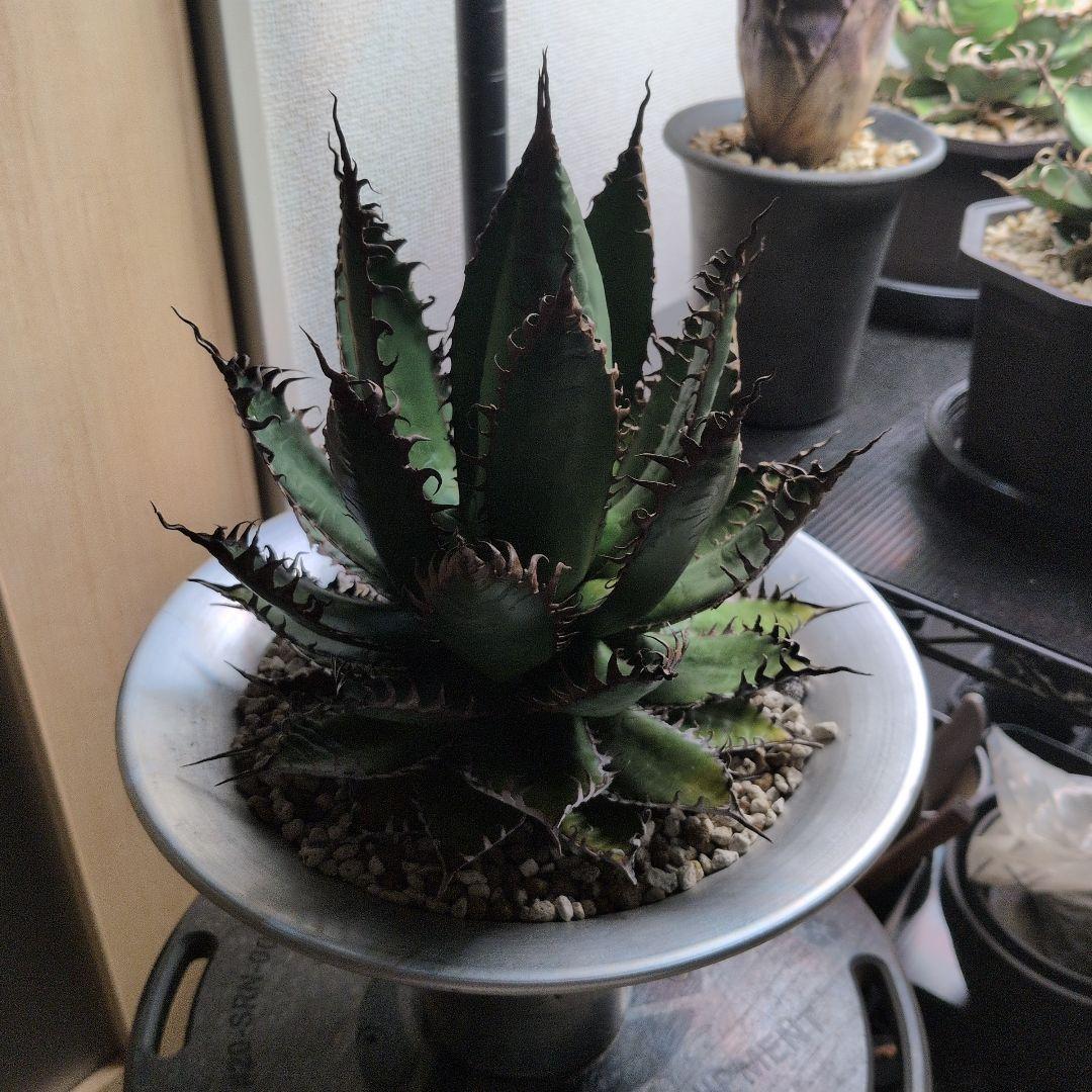 CACTUS GREEN strong spine ホリダ