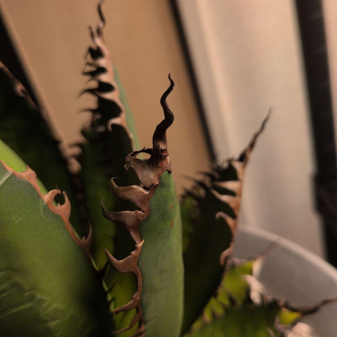 CACTUS GREEN strong spine ホリダ