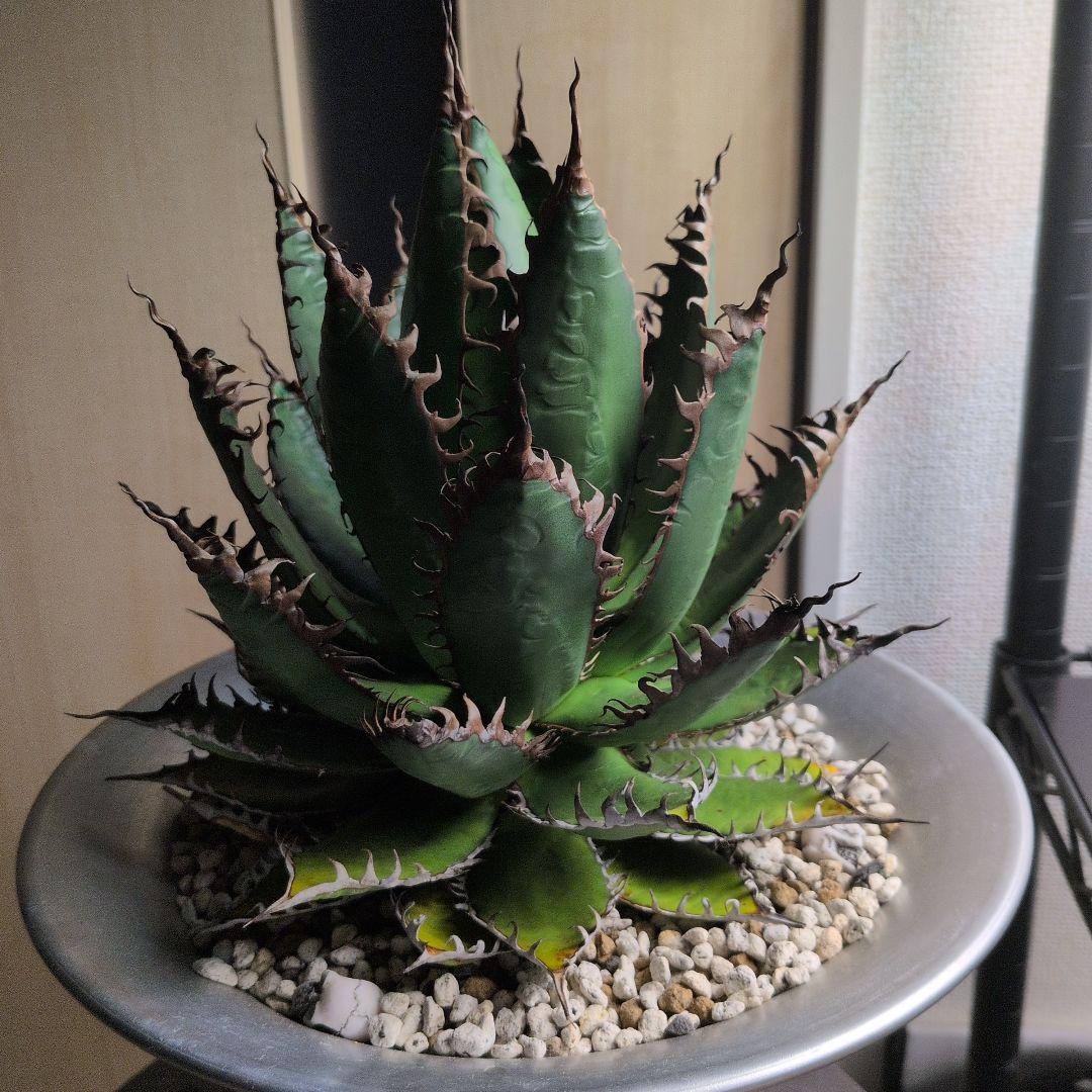 CACTUS GREEN strong spine ホリダ