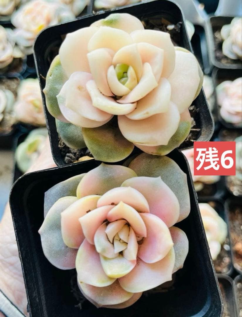 ◇【抜き苗 1苗】ラブリーローズ錦 多肉 ピンクが可愛い♡7.5㌢ポット