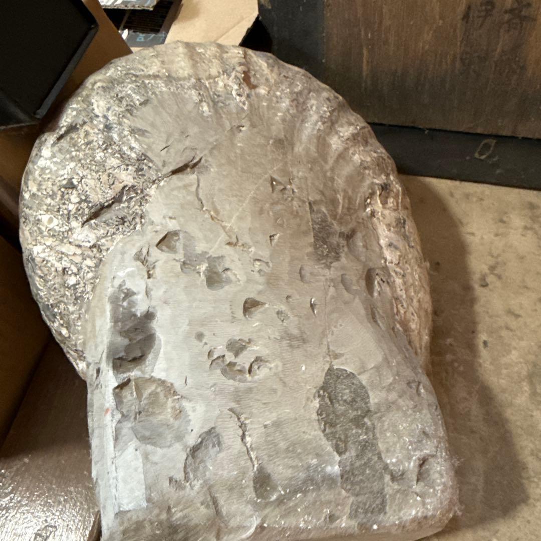 アンモナイト化石 約30cm