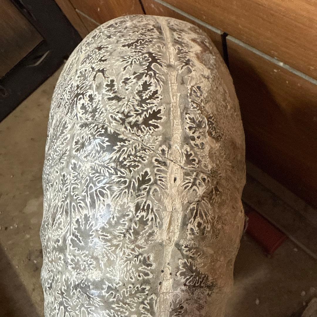 アンモナイト化石 約30cm