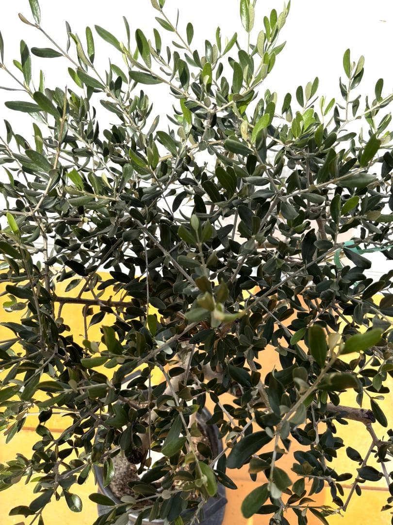 can様オリーブの木　ルッカ　約130cm　NO.2011　大型　人気品種