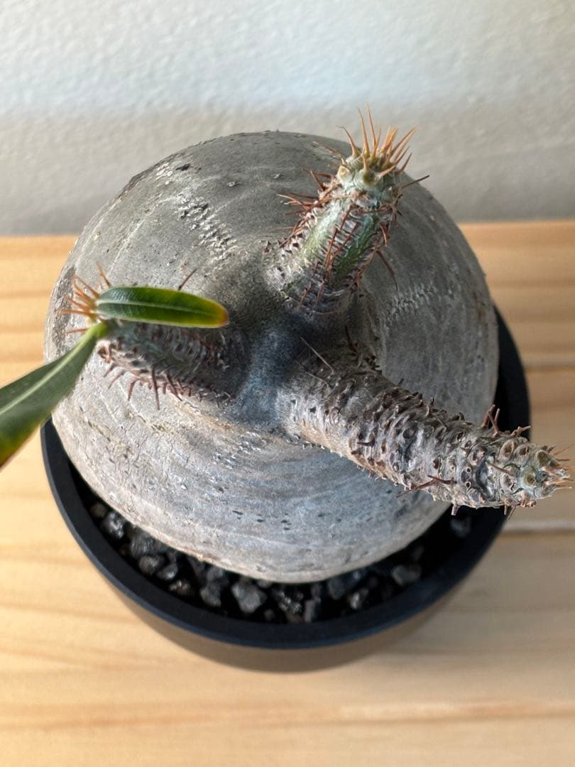 超美株！まん丸 パキポディウム グラキリス（発根済）