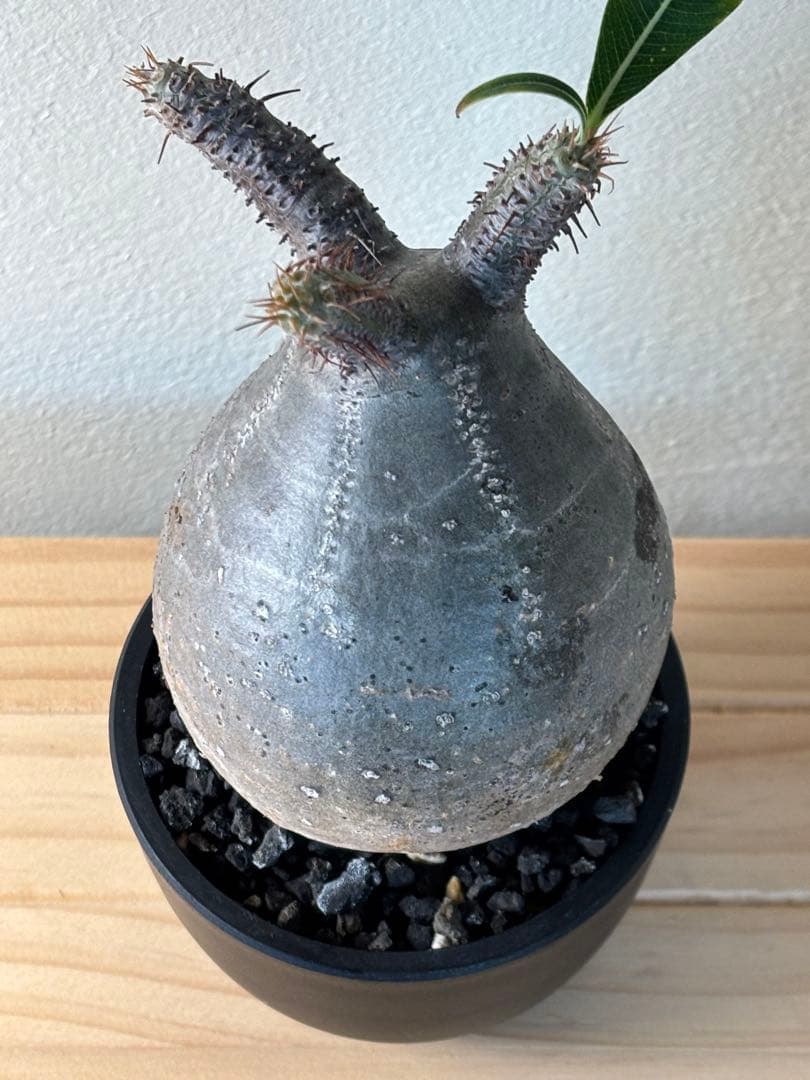 超美株！まん丸 パキポディウム グラキリス（発根済）