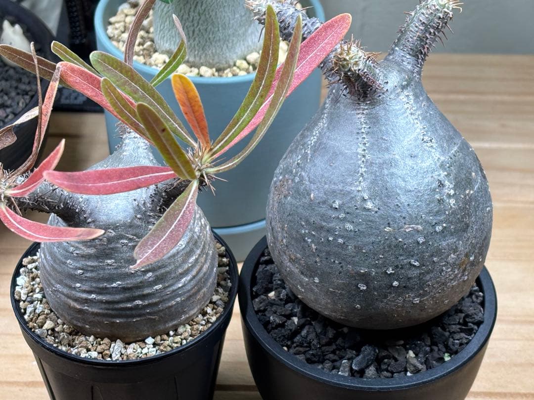 超美株！まん丸 パキポディウム グラキリス（発根済）