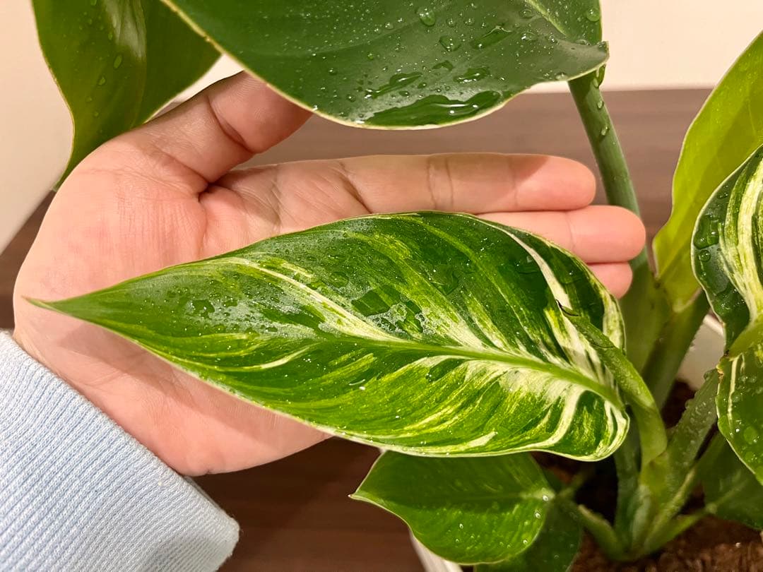 激レア 斑入り ストレチア オーガスタ ポットごと発送 - メルカリ