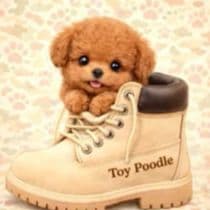 ☆受付☆トイプードル No.A