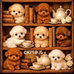 ☆受付☆トイプードル No.A