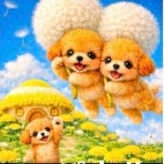 ☆受付☆トイプードル No.A