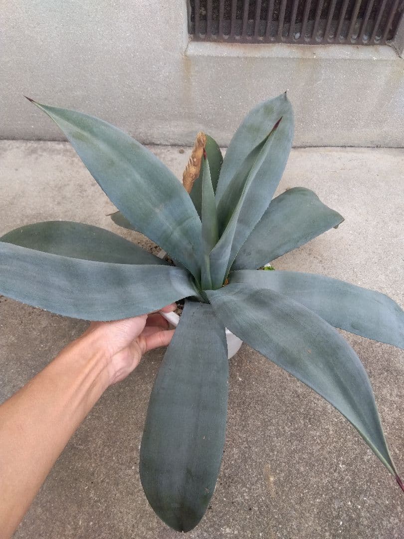 ☆JUN☆同梱価格　 ウェベリー　40＆70センチ