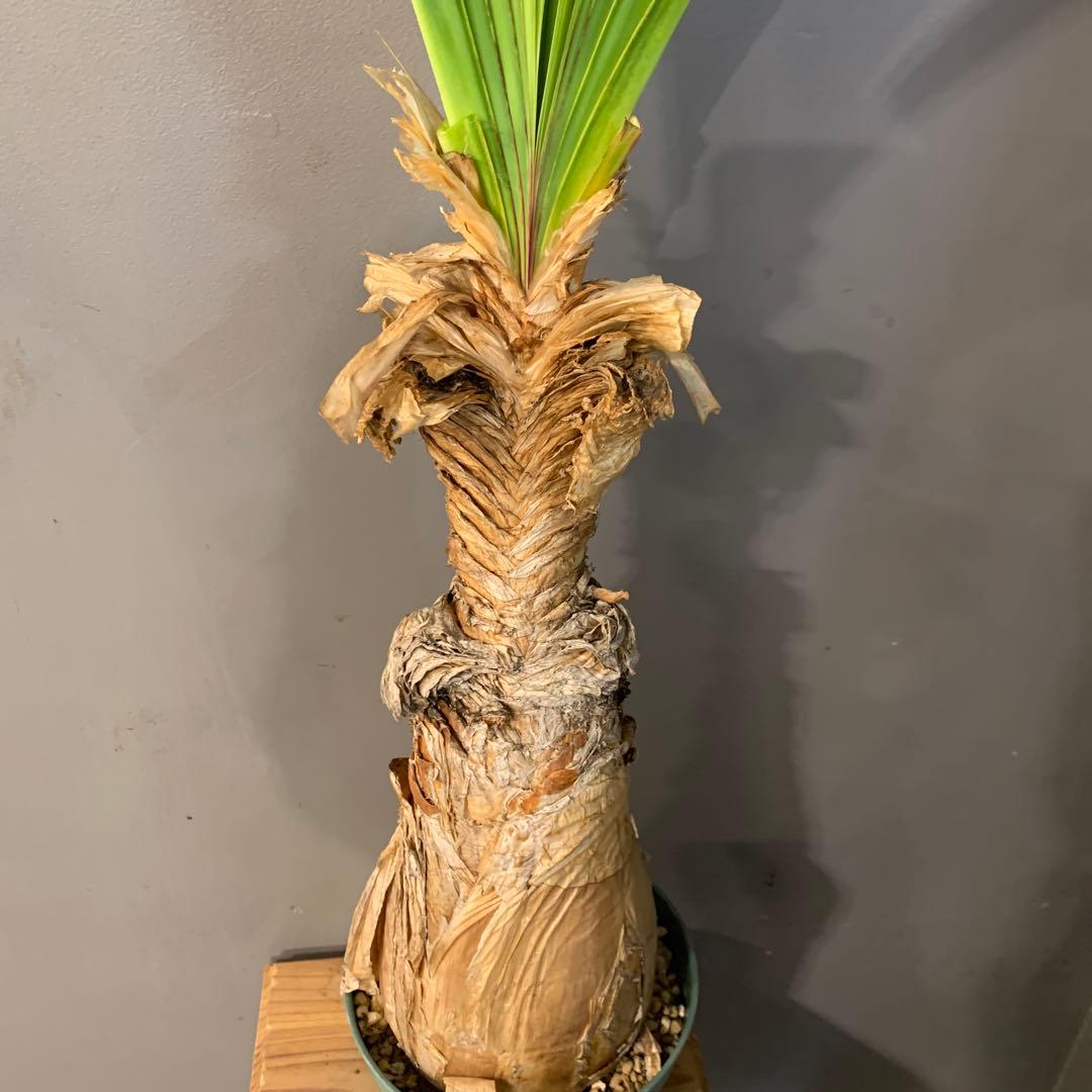 ブーファン ディスティチャ 2