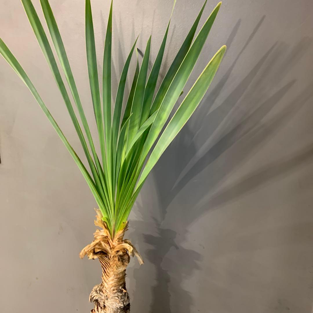 ブーファン ディスティチャ 2