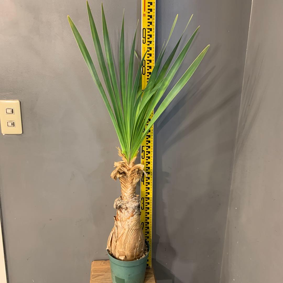 ブーファン ディスティチャ 2