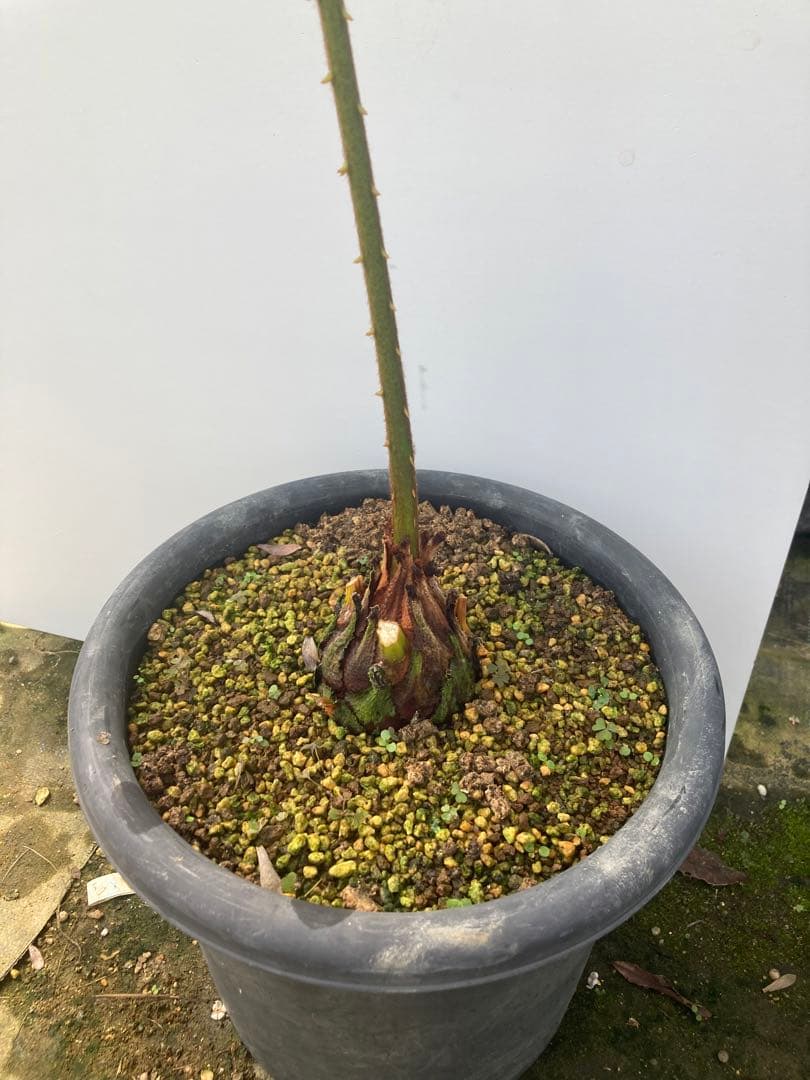 デバオェンシス